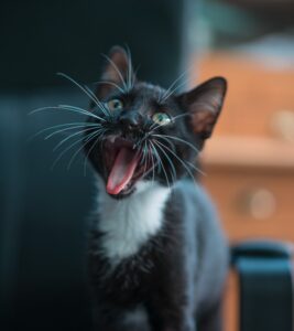 cat owner experiences animal attacks resulting in cat bite lawsuit