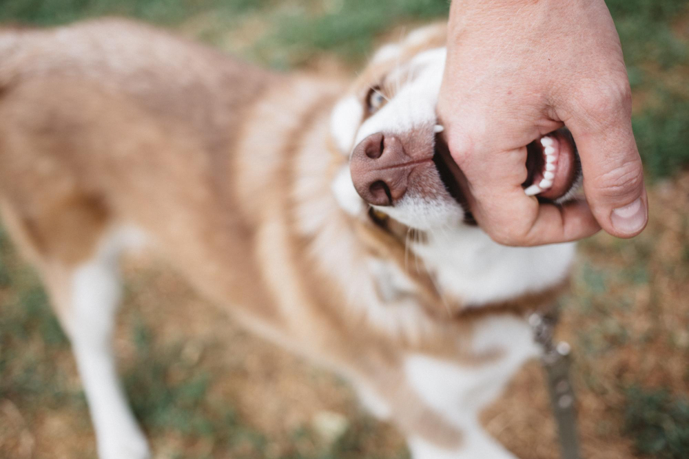 DOG BITE ATTORNEY